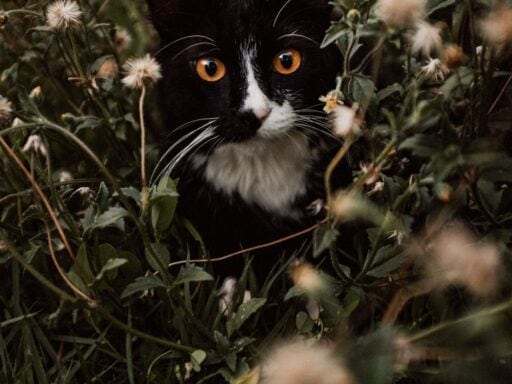 eduardo gorghetto gk6awdnhaik unsplash