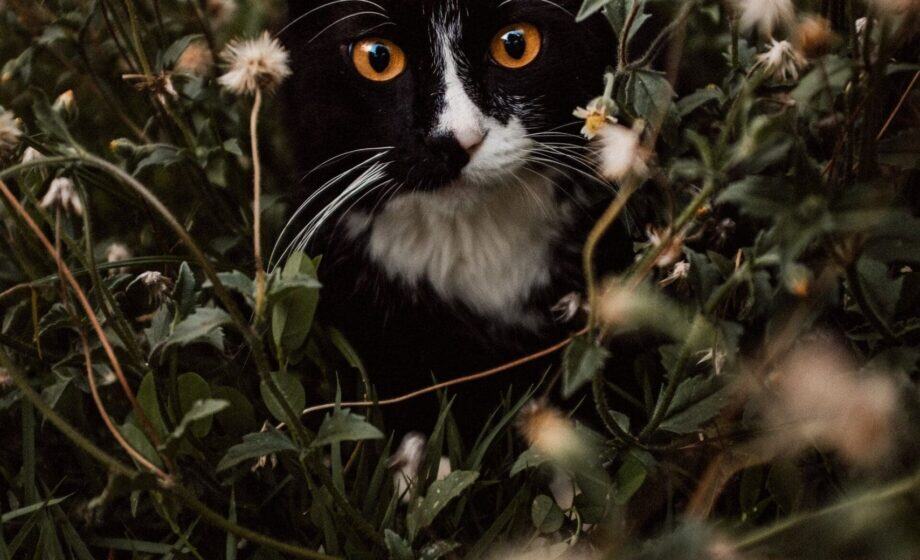 eduardo gorghetto gk6awdnhaik unsplash